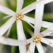 Pendientes de Flor Elegante